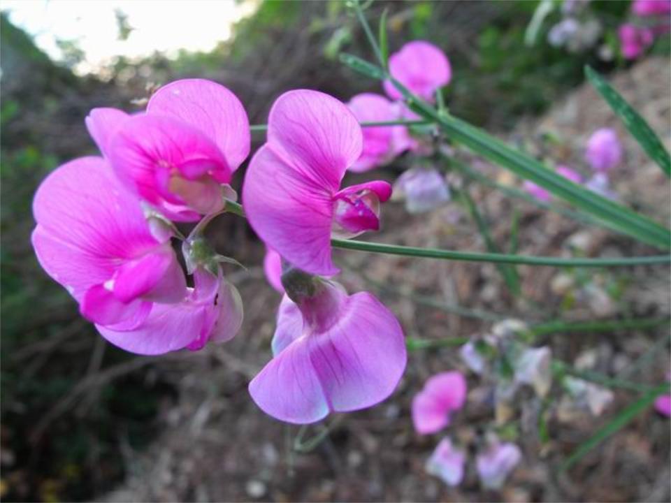 Conferma - Lathyrus cfr. sylvestris